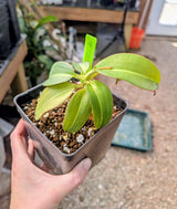 Nepenthes x Alisaputrana BE-3865 *SEED-GROWN*