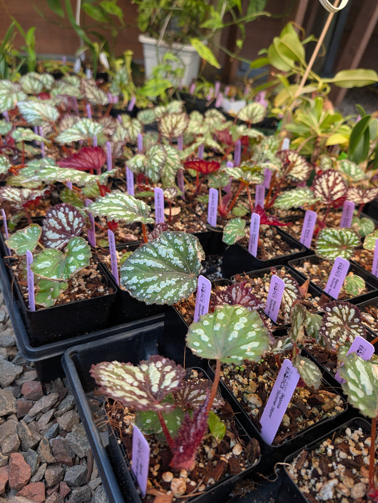 Begonia 'Summer Storm'