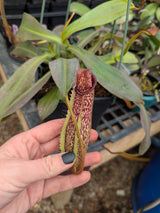 Nepenthes hamata x platychila (Malesiana Tropicals) *SPECIMEN*
