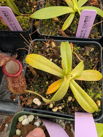 Nepenthes hamata x tenuis BE-4709