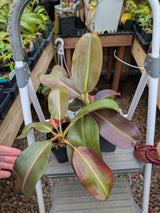 Nepenthes x Alisaputrana BE-3865 *SEED-GROWN*