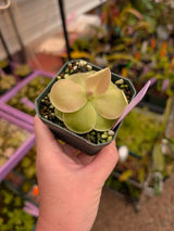 Pinguicula pirouette