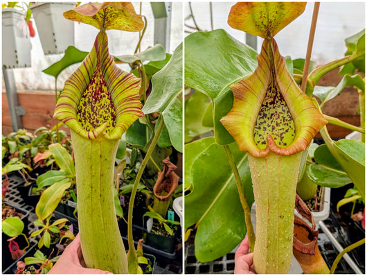 Nepenthes truncata (Claudia x Bernard) Seeds