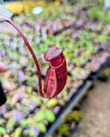 Nepenthes peltata x ephippiata BE-4654