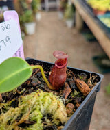 Nepenthes villosa x robcantleyi ‘King of Spades' BE-4079