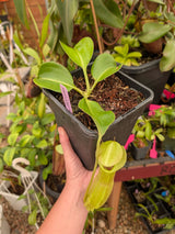 N. spathulata x robcantleyi – selected clone BE-4541