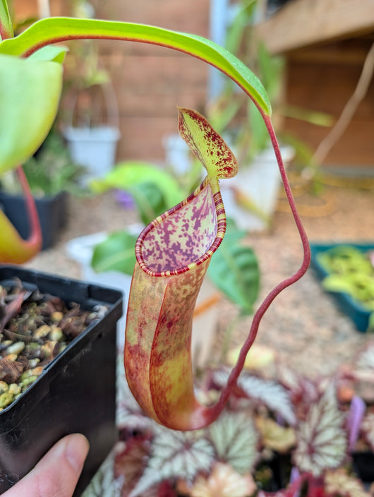 Nepenthes lowii x tentaculata BE-3970 *ROOTED CUTTINGS*