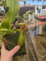 Nepenthes rajah x (veitchii x platychila) BE-4017 *SEED-GROWN*