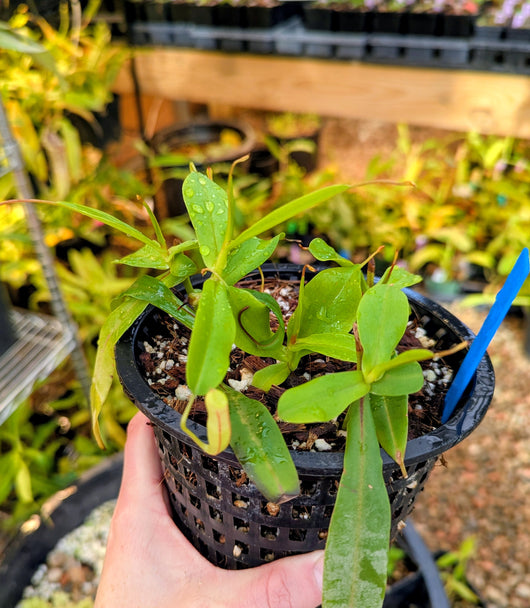 Nepenthes tobaica purple *ROOTED CUTTINGS*