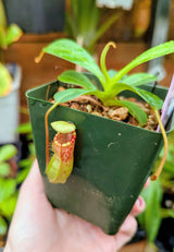 Nepenthes ventricosa x ephippiata BE-4639