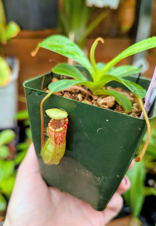 Nepenthes ventricosa x ephippiata BE-4639