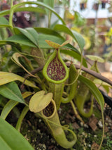 Nepenthes unknown rooted cuttings