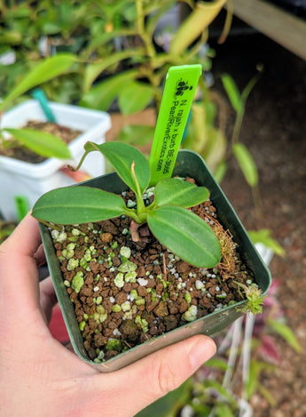 Nepenthes x Alisaputrana BE-3865 *SEED-GROWN*