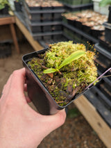 Nepenthes bicalcarata "Brunei Red Flush" BE-3031