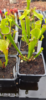 Sarracenia oreophila clay CO x "Hot Lips"