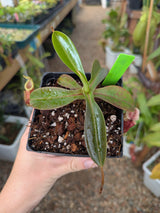 Nepenthes diabolica x burbidgeae BE-4626