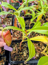 Nepenthes spathulata x dubia BE-3751