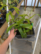 Nepenthes ventricosa x hamata BE-3899 *ROOTED CUTTINGS*