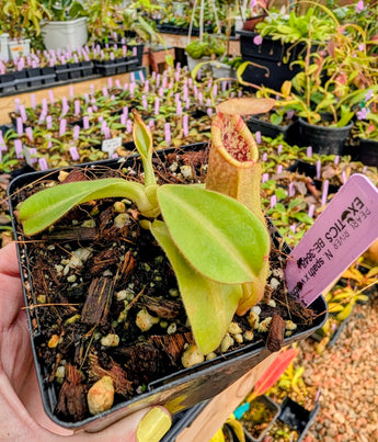 Nepenthes spathulata x veitchii BE-3648