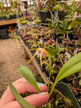 Masdevalia hybrid No ID