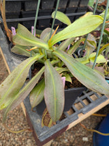 Nepenthes hamata x platychila (Malesiana Tropicals) *SPECIMEN*