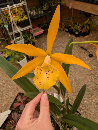 Brassocattleya Golden Glory