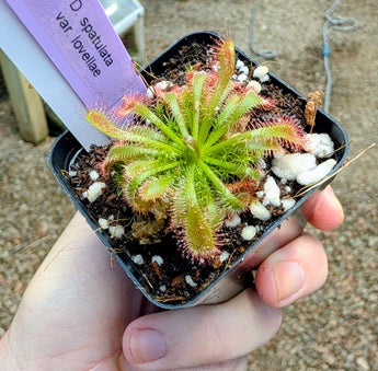 Drosera spatulata var lovellae