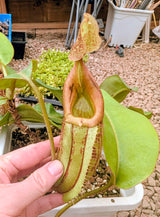 Nepenthes x Tiveyi Basal