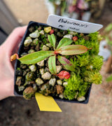 Nepenthes bokorensis BE-3856