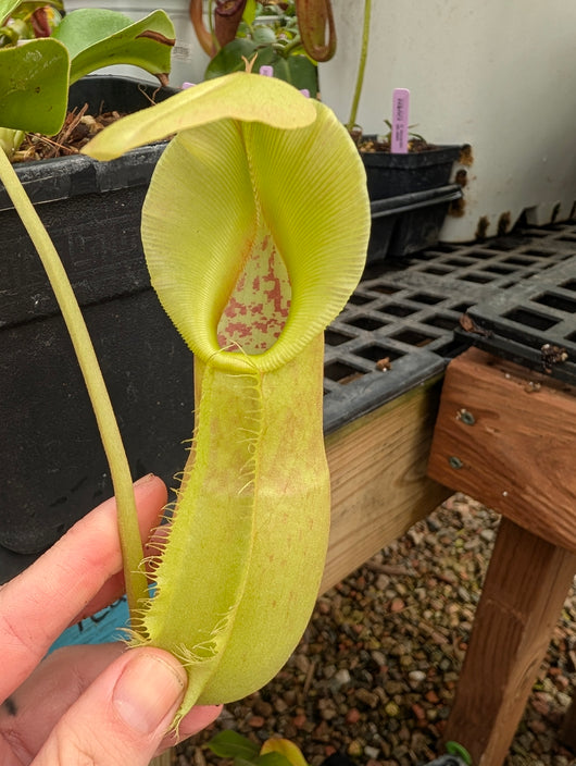 N. spathulata x robcantleyi – selected clone BE-4541
