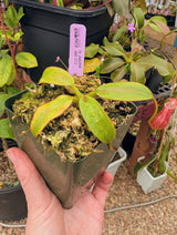 Nepenthes pulchra AW