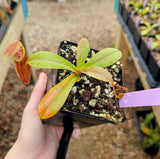 Nepenthes inermis x bongso (Natural Hybrid) BE-3897 *SEED-GROWN*
