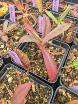 Nepenthes (aristolochioides x spectabilis) x hamata BE-4574