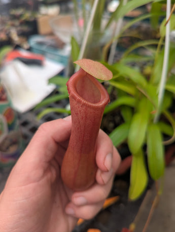 Nepenthes ventricosa *ROOTED CUTTINGS*