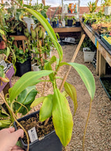 Nepenthes spectabilis BE-3322 "Perkinson Giant" *SPECIMEN*