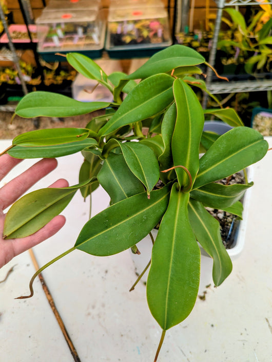 Nepenthes talangensis x sibuyanensis BE-3641 *SPECIMEN*