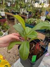 Nepenthes Splendiana x x ((lowii x veitchii) x boschiana) *SEED-GROWN SPECIMEN*