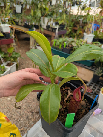 Nepenthes Splendiana x x ((lowii x veitchii) x boschiana) *SEED-GROWN SPECIMEN*