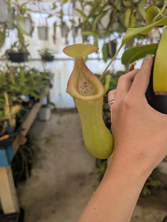 Nepenthes Titanic Victory *ROOTED CUTTINGS*