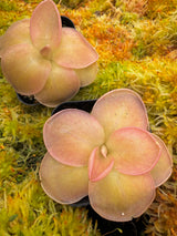 Pinguicula moranensis A