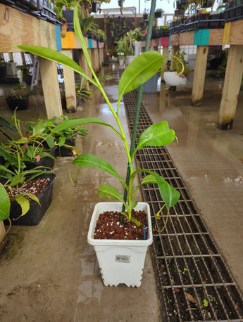 Nepenthes 