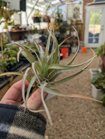 Tillandsia Capitata Guzmanoides