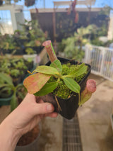 Nepenthes glandulifera x peltata BE-4560
