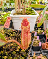 Nepenthes veitchii x ephippiata BE-4708