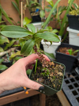 Nepenthes petiolata x talangensis BE-3762