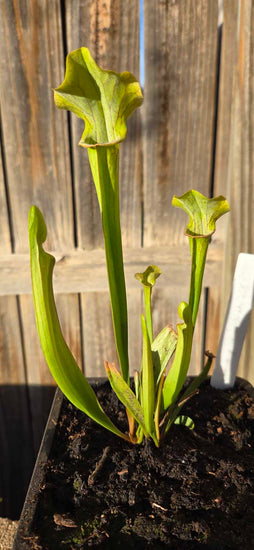 Sarracenia oreophila clay CO x 