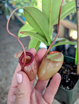 Nepenthes sibuyanensis BE-4029 *SEED-GROWN* *SPECIMENS*