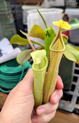 Nepenthes maxima *SEED GROWN SPECIMENS*