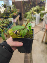 Nepenthes gymnamphora 'Talakmau' BE-4059