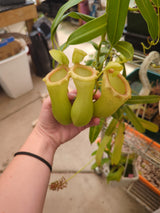 Nepenthes ventricosa female *XXL SPECIMEN*
